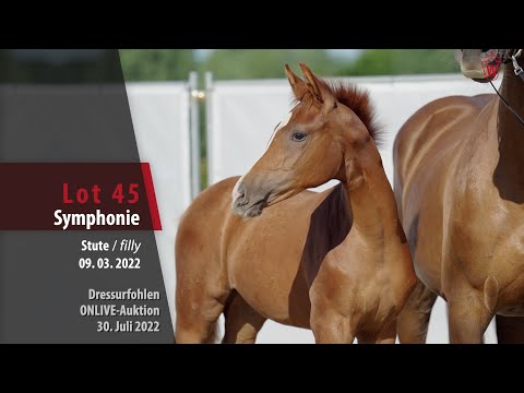 OnLive-Auktion Lot 45 Symphonie Stute v. Santos - Destano