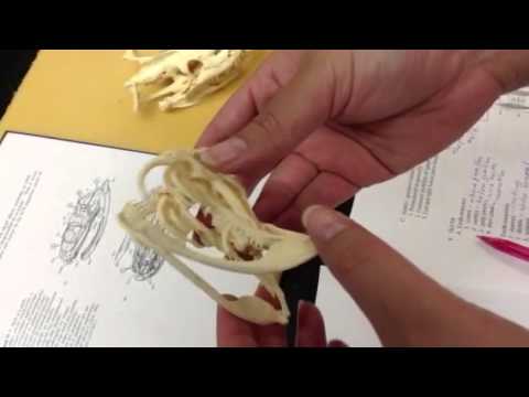 Cranial kinesis (snake)