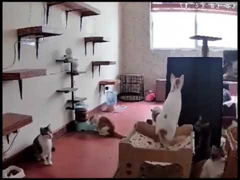 Excitatory Quantum Particles be like