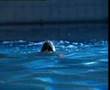 HELP TURTLES KEEP THEIR HEADS ABOVE WATER