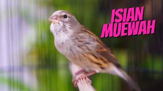 Download lagu CENGKOK ISIAN MEWAH FAVORITE - MASTERAN KENARI ISIAN BLACKTHROAT GACOR SUARA JERNIH PALING JOSS JISS mp3