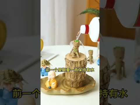 幸運木風水