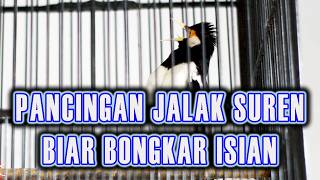 Download lagu JALAK SUREN ANDA BUNYI KOAR KOAR PUTARKAN INI SEKALI mp3