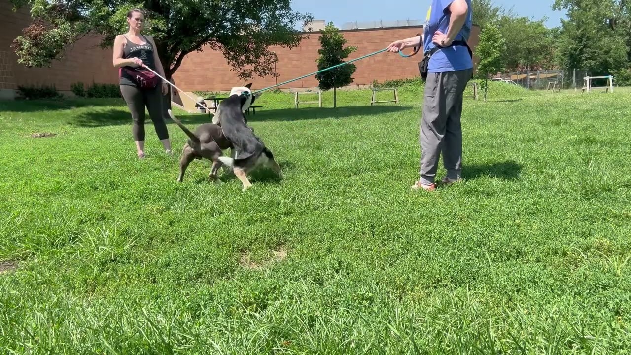 Stampede's Leash Test
