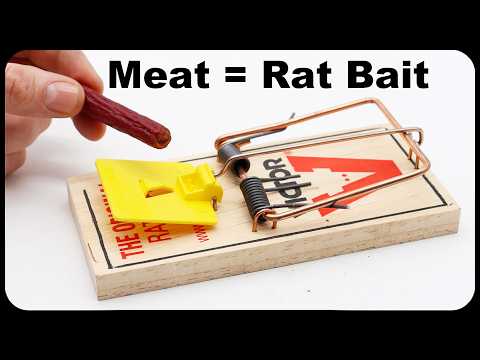 How To Catch More Rats - Why You Should Use Meat As Bait.