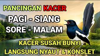 Download lagu PANCINGAN MASTERAN TERAPI KACER APAPUN LANGSUNG ON NYAUT NGEPLONG KONSLET BUKOR DAN DONGKRAK EMOSI mp3