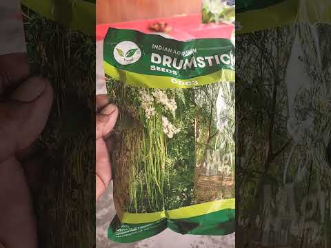 odc 3 variety  moringa seeds 🫡