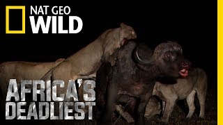 A Grisly Death | Africa's Deadliest