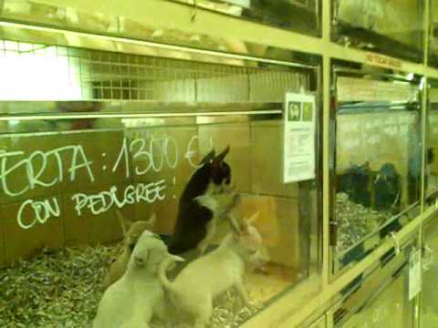 Perros-Dogs Barcelona