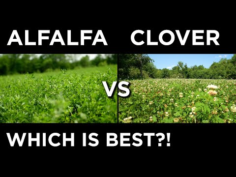 Alfalfa VS Clover! | Which One Should You Plant?!