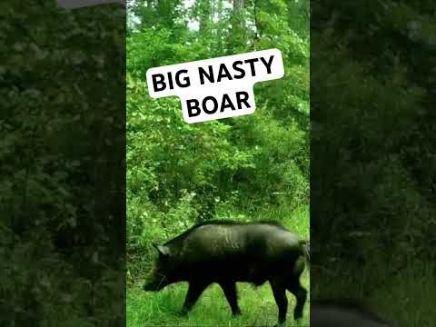 WILD HOG HUNTING with an AK-47!