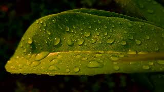 Download lagu CINEMATIC 30 DETIK | BUTIRAN AIR BERKILAU PAGI HARI | CINEMATIC ALAM mp3