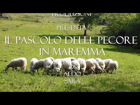Gregge di pecore al pascolo in Maremma "Le Antiche Dogane"