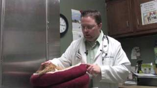 Dog & Cat Diseases : How to Treat Cat Acne