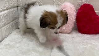 パピヨンの動画01