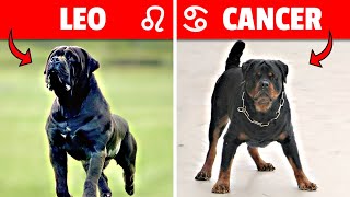 These Are The Best Dog Breed for You According to Astrology