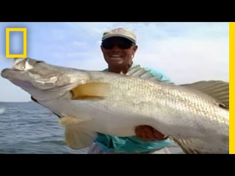 ryby rieky Kongo