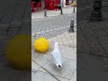 Funny Bird Tries to STEAL from Shops 😂 #shorts #viral #thief  #seagull #walkingtour #birds  #funny