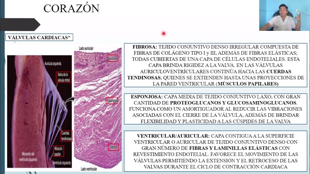 HISTOLOGÍA: SISTEMA CARDIOVASCULAR