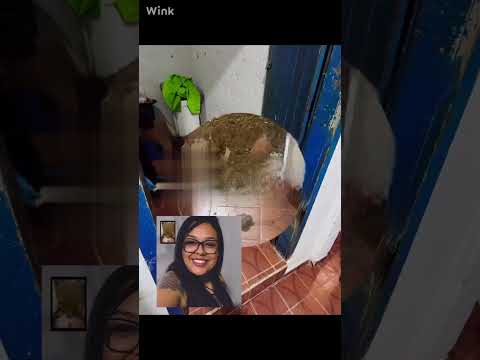 Vídeo : Prisão de homem confessou m4tar e ent3rrar namorada em São José do Calçado