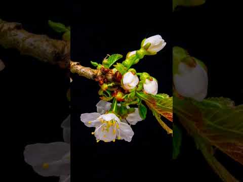 blooming flowers  #shorts