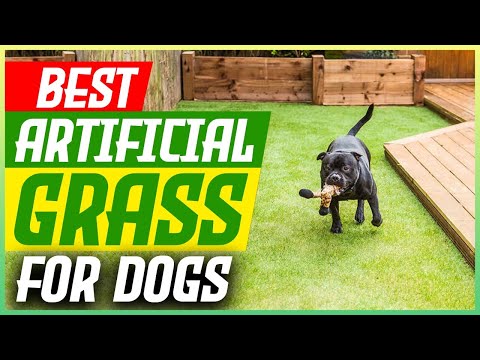 The 5 Best Artificial Grass for Dogs [2025 Guide]
