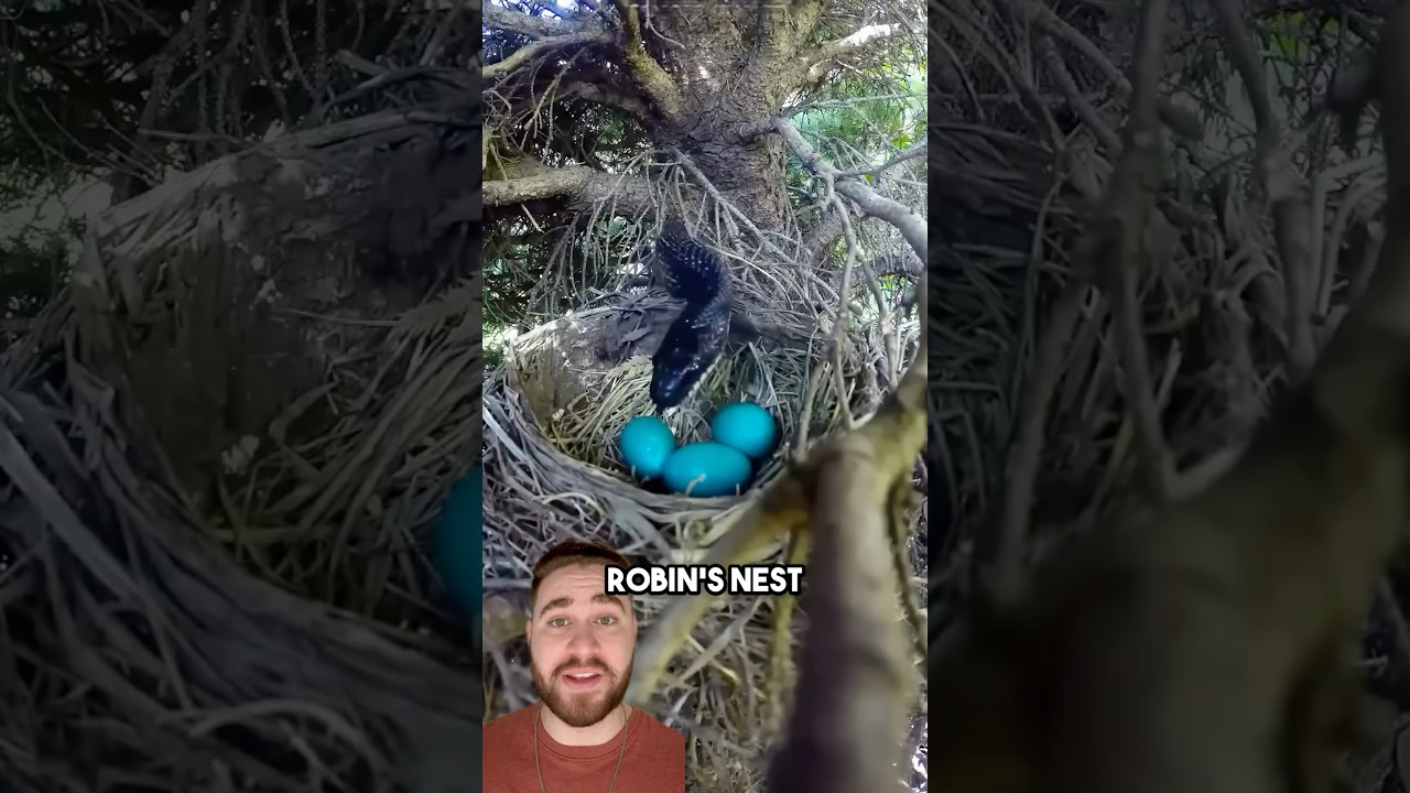 The Bird That Outsmarts Snakes With A Fake Nest!