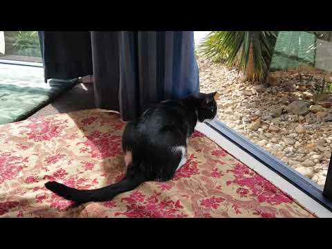 Cat Chirping at Birds