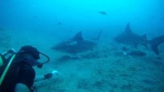 preview picture of video 'Riccardo Giustetto Bull Shark in Cuba'