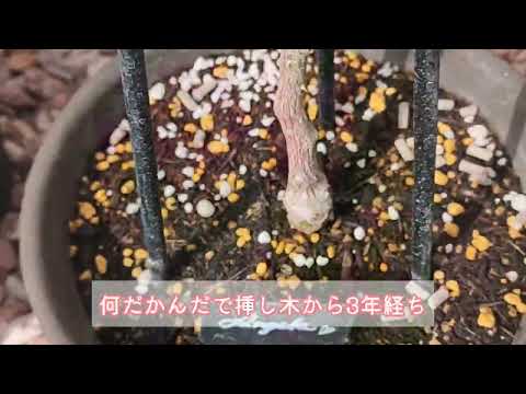 低木バラ「アンジェラ」 植物