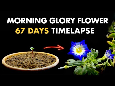 Growing Morning Glory Flower From Seed - 67 Days Timelapse