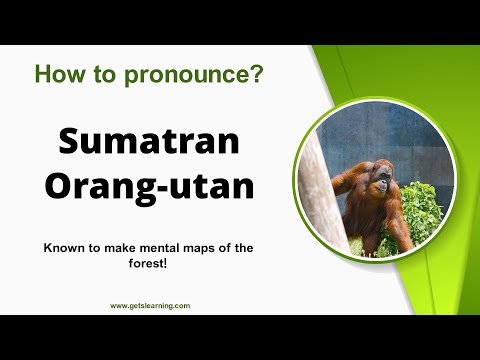 How to pronounce (Sumatran Orang-utan) in English correctly