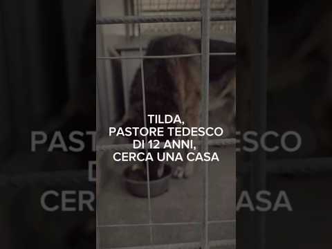 Regalo Tilda nonnina pastore tedesco cerca famiglia