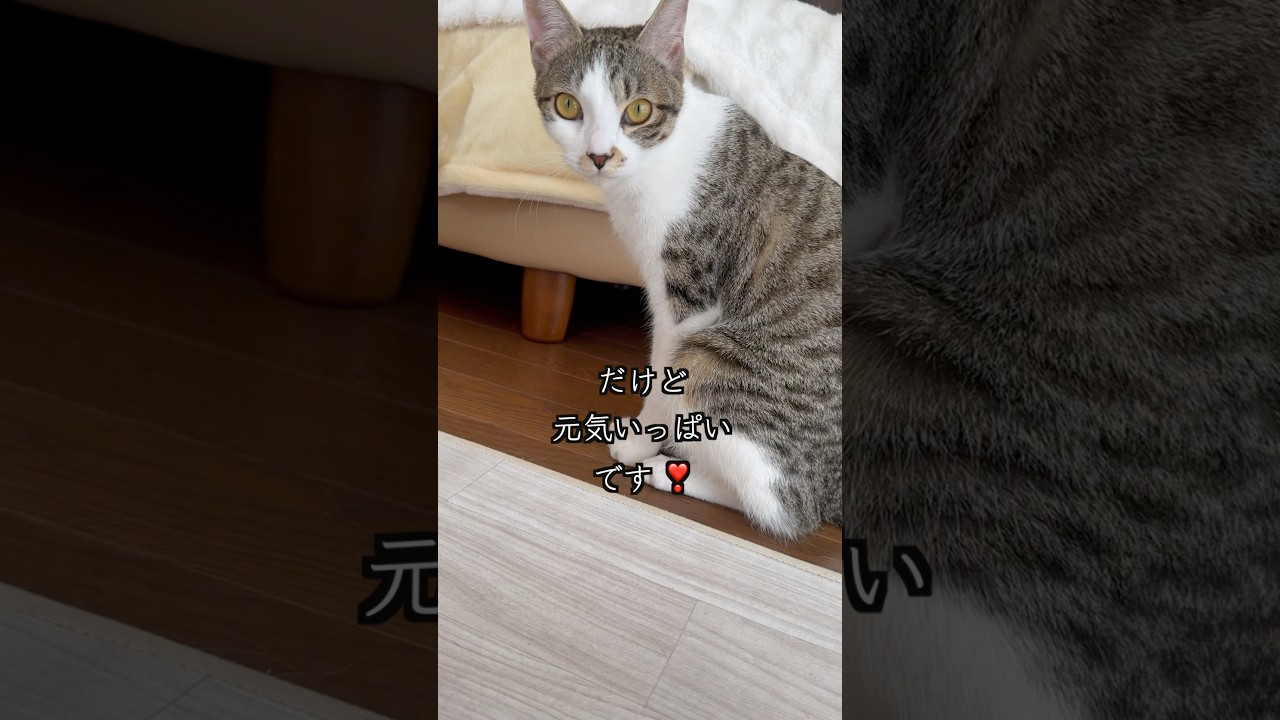 VSD（心室中隔欠損症）の保護子猫はママに甘えますが、ママのケアもします🐱 #shorts  #子猫の成長日記 #保護子猫