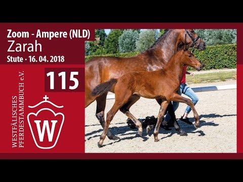 115 Zarah SF v. Zoom - Ampere