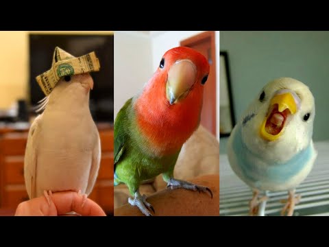 FUNNY AND CUTE PARROTS   TRY NOT TO LAUGH!! ❤️🦜