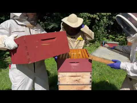 How to Use a Fume Board to Get Bees Out of Honey Supers