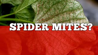How to Get Rid Of Red Spider Mites on House plants