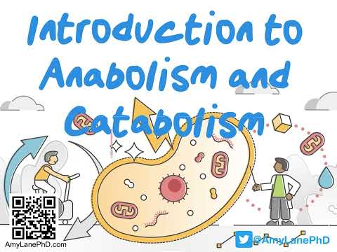 406 BCH3023 Introduction to Anabolism and Catabolism