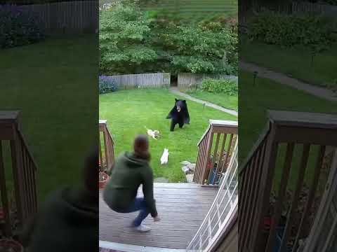 Security Cam Catches Cat Vs Bear- Dog Saved! #cats #animallovers #ring #bear #cat #bear