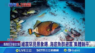 緬震罕見景象曝 海底魚群避震"集體躺平"  宛如按下靜止鍵 地震瞬間魚群躺平畫面曝光｜三立新聞網 SETN.com