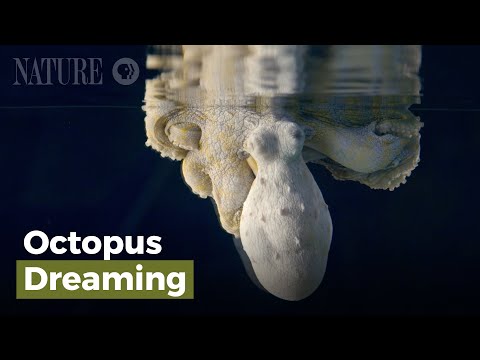 Incredible Nature: Octopus Changes Colors While Dreaming