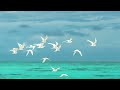 Seagulls Sound Effect