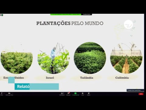 Relatório prevê cultivo da Cannabis (maconha) no Brasil com restrições - 02/09/20