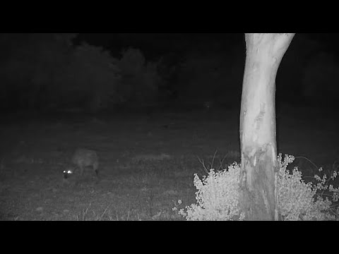 Djuma: Lone Hyena-looks like the one known as Ribbon? - 20:49 - 11/15/21