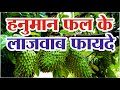 हनुमान फल के लाजवाब फायदे | Hanuman Phal Fruit | Lakshman Phal Benefits