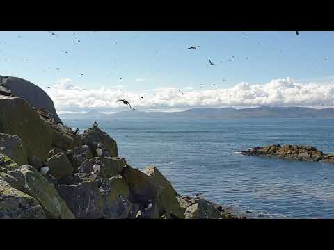 Playing guitar and a bit of singing with thousands of puffins on Shiant Islands, Scotland