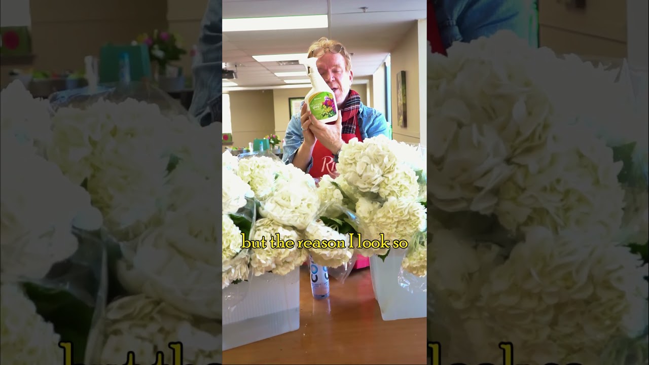 Hydrangeas - Droopy no more! #flowers #flowerschool #flowerdesign #florist #floristtips