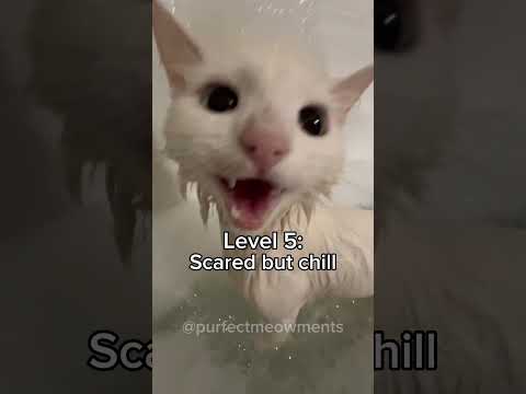 Cats, but they love water more!😹