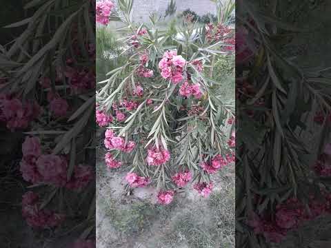 Lovely weather | Armaghan Village | Isakhel